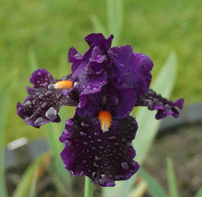 A8676a.JPG