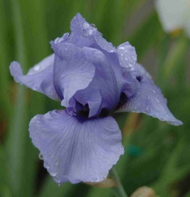 A8698a.JPG