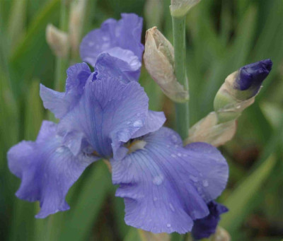 A8714a_Large.JPG