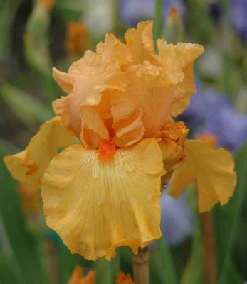 A8717a.JPG