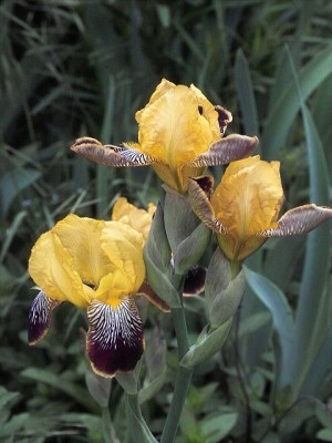 k-Variegata1.jpg