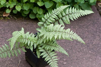 Athyrium-Ghost-small-Mai1609.jpg