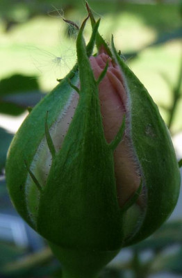 Oriane_05_09_01.JPG