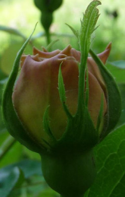 CC_05_09.JPG