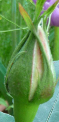 Jactan_05_09_01.JPG