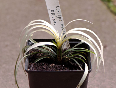 Liriope-Okina-Mai1609.jpg