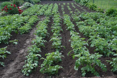 Patatas.jpg