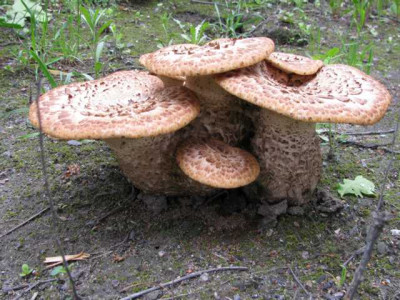 K640_IMG_0554.JPG