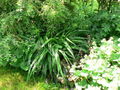 HemsHeucheraBrunnera.jpg