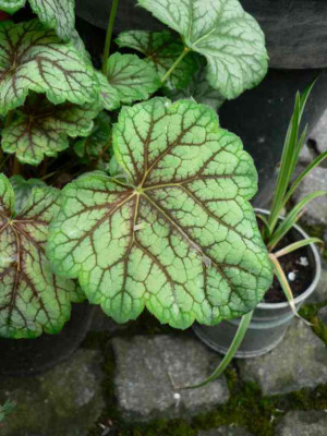 Heuchera_neu_unbekannt.jpg