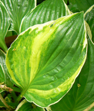 Virus_090516.jpg