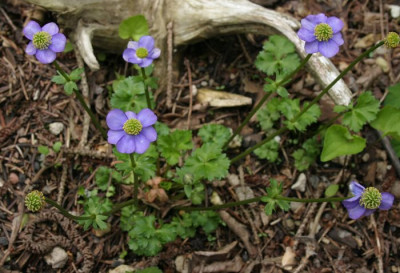 IMG_5126_eAnemone_obtusiloba.JPG