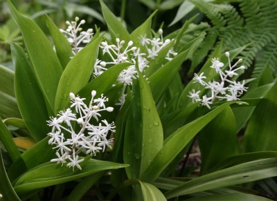 IMG_5123_eSpeirantha_convallarioides.JPG