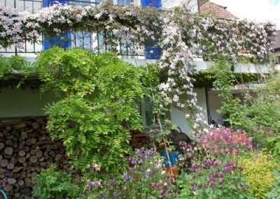 Clematis_montana_Rubens__0010__46274.jpg