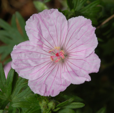 Geranium_sanguineum_Lancastriense_0010__46278.jpg