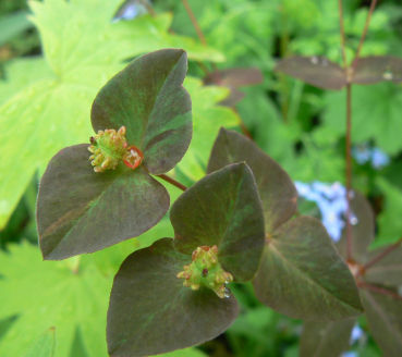 Euphorbia_Chamaleon_090516_a.jpg