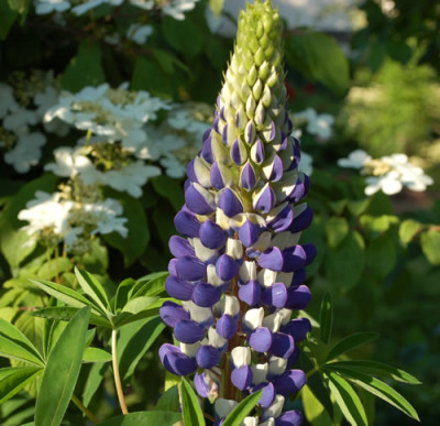 Lupinus_polyphyllus_Gallery_Blue_0010__46306.jpg
