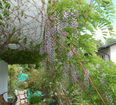Wisteria_floribunda_macrobotyris_0010__46273.jpg