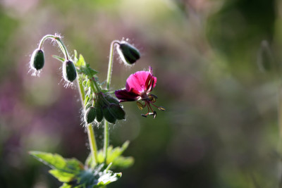 Geranium-erleuchtet.jpg