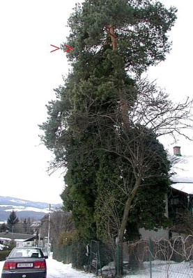 Pinus.JPG