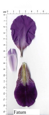 Fatum-zd43_.jpg