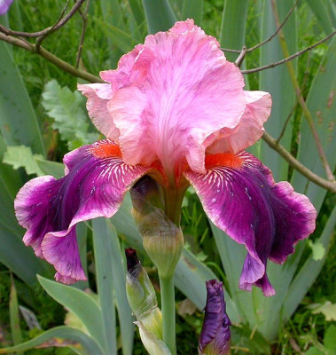 Iris_Wine_and_Roses_16.5.09.jpg