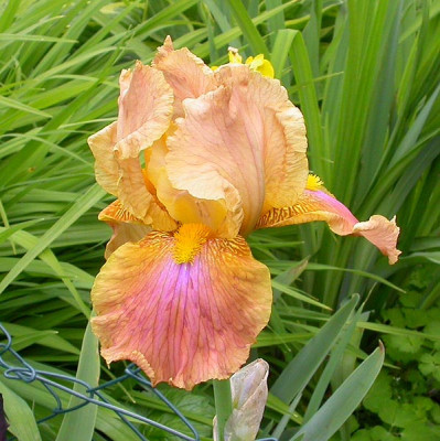 Iris_Leo_Haven_16.5.09.jpg