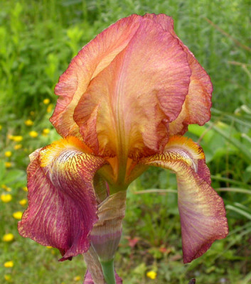 Iris_Lusty_Song_16.5.09.jpg