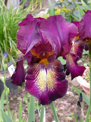 Iris_Attention_Please_16.5.09.jpg