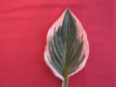 20090515_0001_Hosta_600_450.jpg