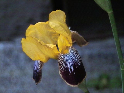 k-Variegata_5.jpg