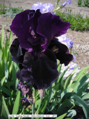 ss09_Sable_Night_080-090cm_f-m_07_.JPG