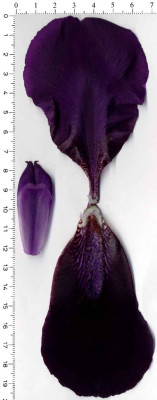 Deep_Black_EMBIN230102sc302P_.jpg