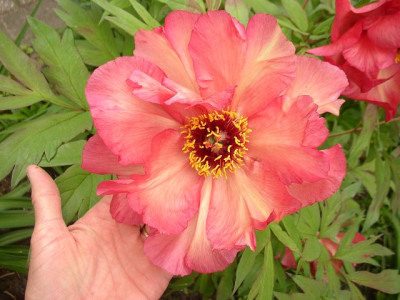 k-renown_2009_blute.JPG