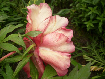 k-renown_2009_oben.JPG