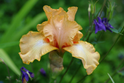 IMGP2222_I._ohne_N..jpg