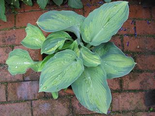 k-IMG_0370.jpg