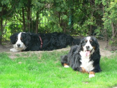 garten2008.jpg