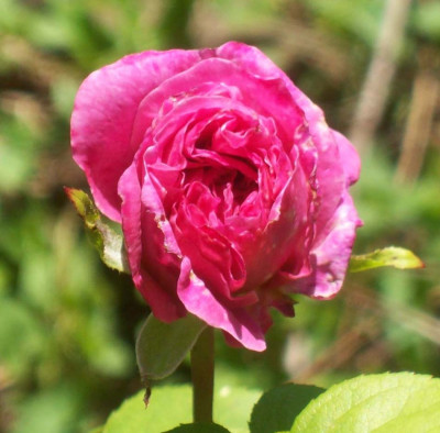 Mary_Rose_k101_2595.JPG