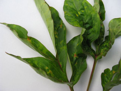 kranke_Paeonia_640x480.JPG