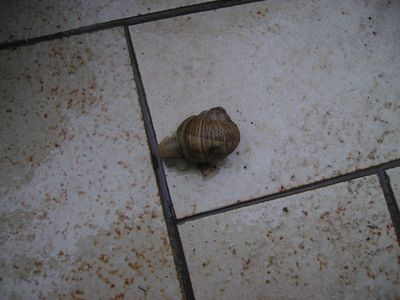 Terrassenschnecke.jpg