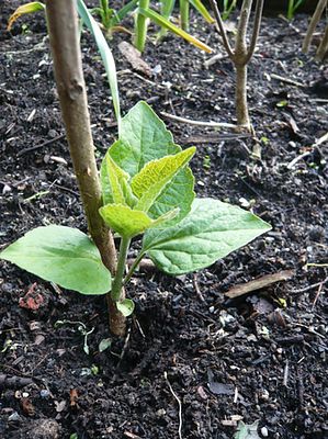 Clerodendrum_tichotomum_fars_2009.jpg