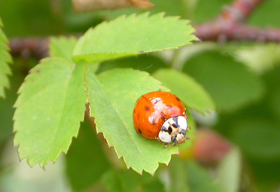 Asiatischer_Marienkafer_17.5.09.jpg
