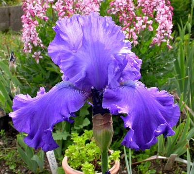 Iris_Blenheim_Royal_17.5.09.jpg
