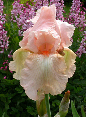 Iris_Schiaparelli_17.5.09.jpg