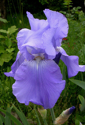 Iris_Harbor_Blue_17.5.09.jpg