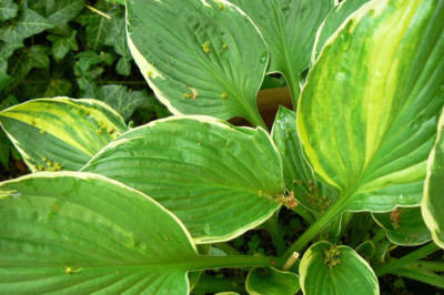 Komische_Hosta_a.jpg