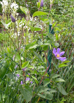 Clematis_Julii_am_Zaun_17.5.09.jpg