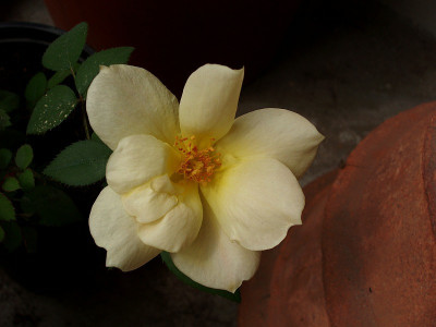 sorella_mai2009_1berliner_knospe3.jpg