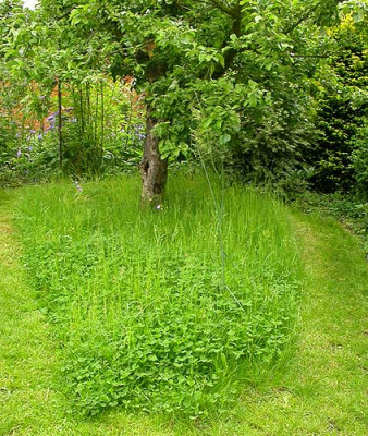 Apfelbaumwiese_17.5.09.jpg